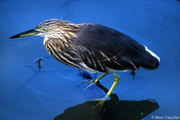 Pond Heron 