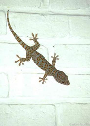 Large Gecko 