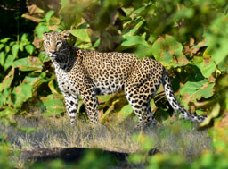 Asian Leopard at Gir