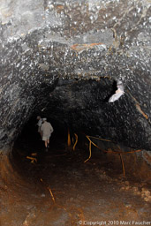 Lava Tube Bats