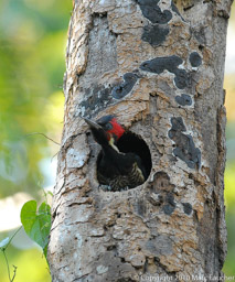 Pale-Billed Woodpecker Chick