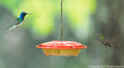 White-Necked Jacobin & Rufous-Tailed Hummingbirds