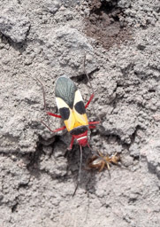 Pale red bug on San Cristobal Volcano, Chinandega, Nicaragua