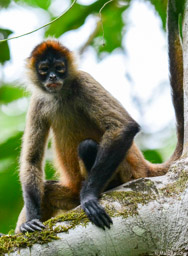 Nicaraguan spider monkey
