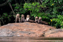 Five Giant river otters