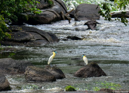 Capped Herons at Awarradam Rapids