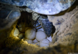 Green Sea Turtle Laying Eggs