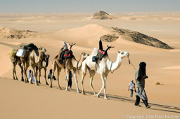 Leading the Camels up a Dune