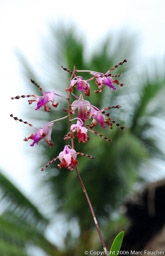 Manjamai Orchid