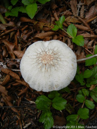 Forest mushroom
San Lorenzo National Park, Panama