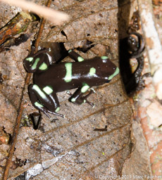 Green and Black Poison-Dart Frog