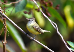 Yellow-crowned Tyrannulet (F)