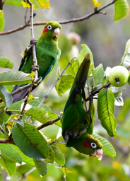 Sulphur-winged Parakeets