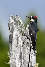Acorn Woodpecker (M)