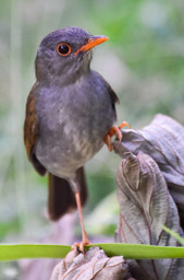 Orange-billed Nightingale-thrush