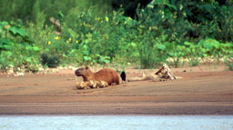 Capybara family 