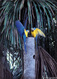 Blue & Yellow Macaws 