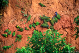 Parrots, parakeets, macaws 