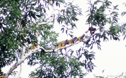 Squirrel monkeys 