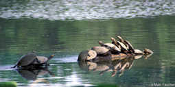 Side-necked river turtles 