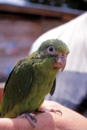 Cobalt-winged parakeet 
