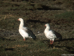 Andean geese 
