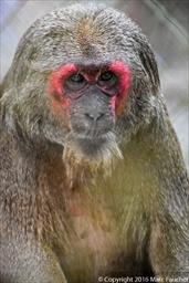 Stump-tailed Macaque