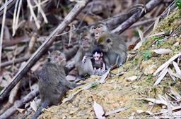Long-tailed Macaque Females and Babies