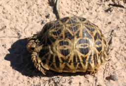 Kalahari Tented Tortoise