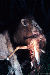 Lion Kill
