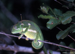 Flat-Necked Chameleon