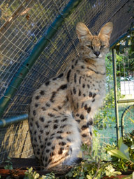 Kaylee, one of the female Servals
CARE for WILD AFRICA
Sonpark, South Africa