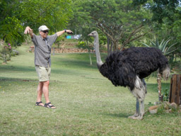 Marc dancing with Kevin, a semi-tame male Ostrich 
CARE for WILD AFRICA
Sonpark, South Africa