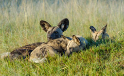Wild Dog Pack, Moremi Game Reserve, Botswana