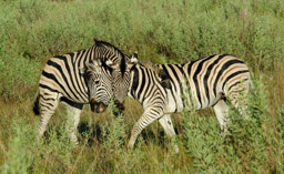Playful Zebras, Moremi Game Reserve, Botswana