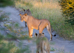 Lioness, Deception Valley, Central Kalahari Game Reserve, Botswana
