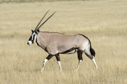 Gemsbok Bull, Central Kalahari Game Reserve, Botswana