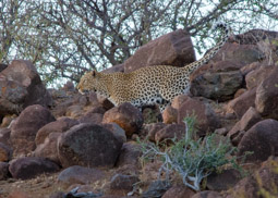 Leopard, Tuli Block, Botswana