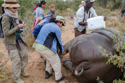Radio-collaring a white rhino, South Africa