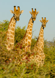 Three giraffe, near Musina, South Africa