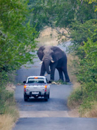 Elephant Bull standoff, Hlulhluwe-Umfolozi GR, South Africa