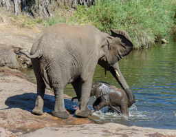 Elephant calf rescue, Kruger NP, South Africa