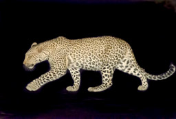Leopard, Punda Maria, Kruger NP, South Africa