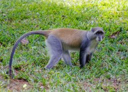 Samango monkey, Niassa Reserve, Mozambique