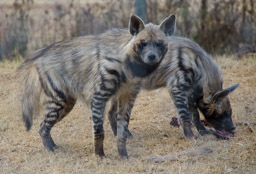 Striped Hyena, South Africa