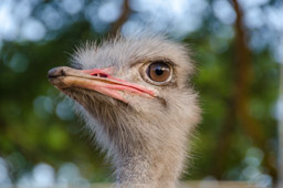 Male Ostrich, Nelspruit, South Africa