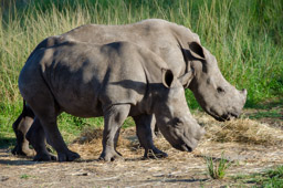 White Rhino Calves, South Africa