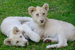 White Lion cubs, Nelspruit, South Africa
