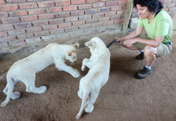 Playing with white lion cubs