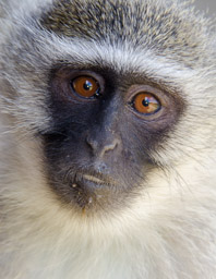 Skye - blue vervet monkey, South Africa
